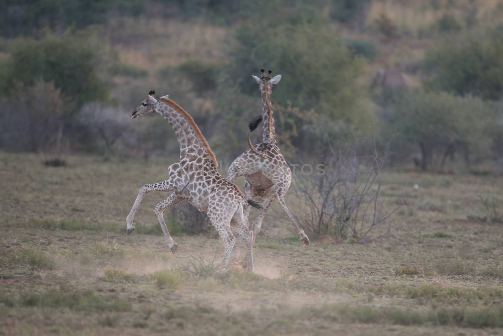 Giraffes in the wilderness by ozkanzozmen