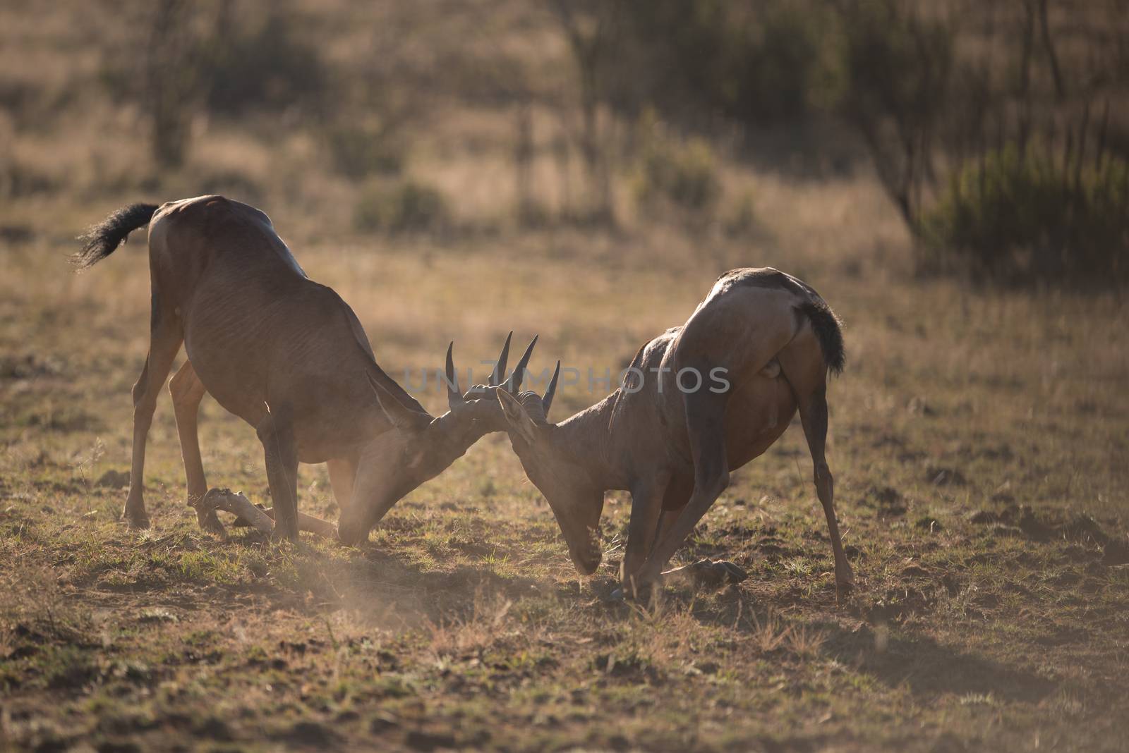 Hartebeest fighting in the wilderness of Africa
