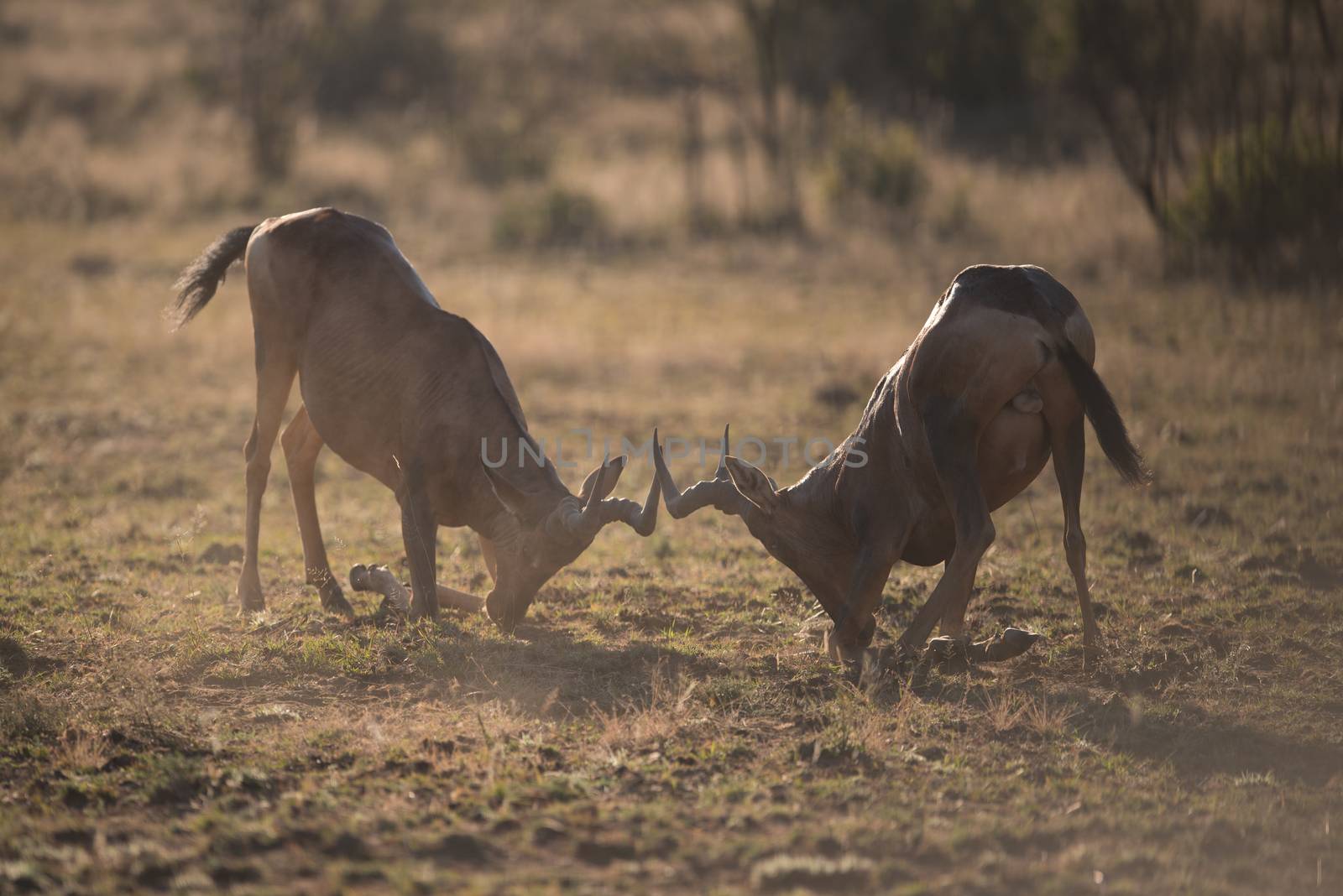 Jackal in the wilderness of Africa