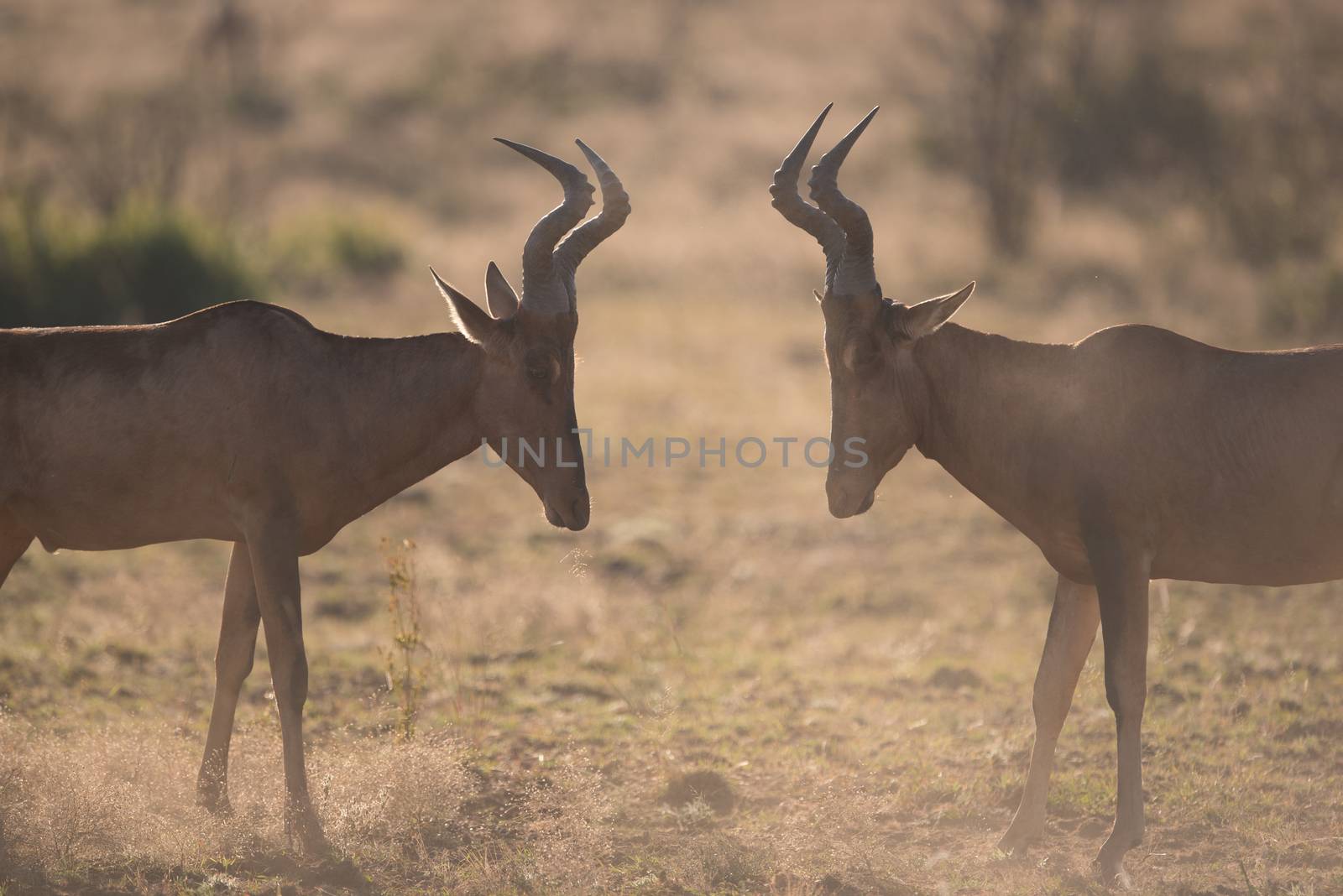 Jackal in the wilderness of Africa