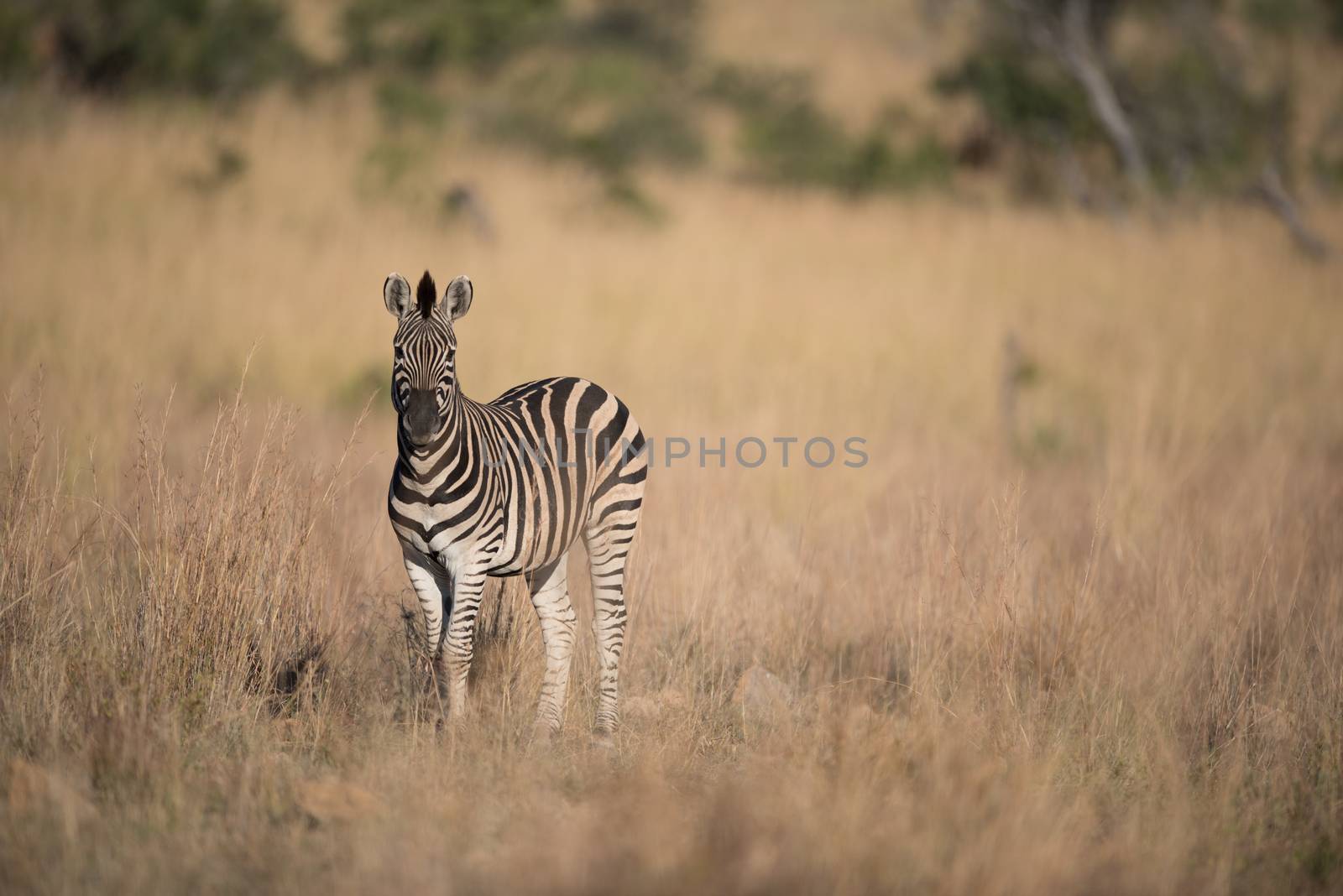 Zebra in the wilderness by ozkanzozmen