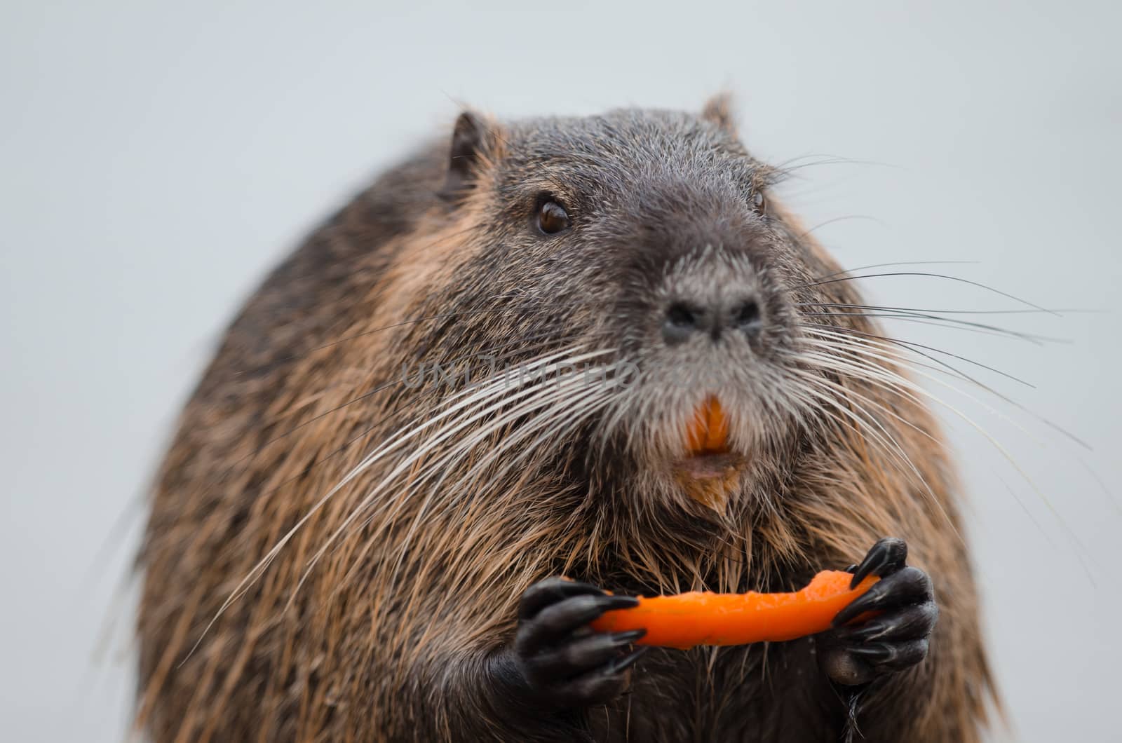 European beaver in the wilderness