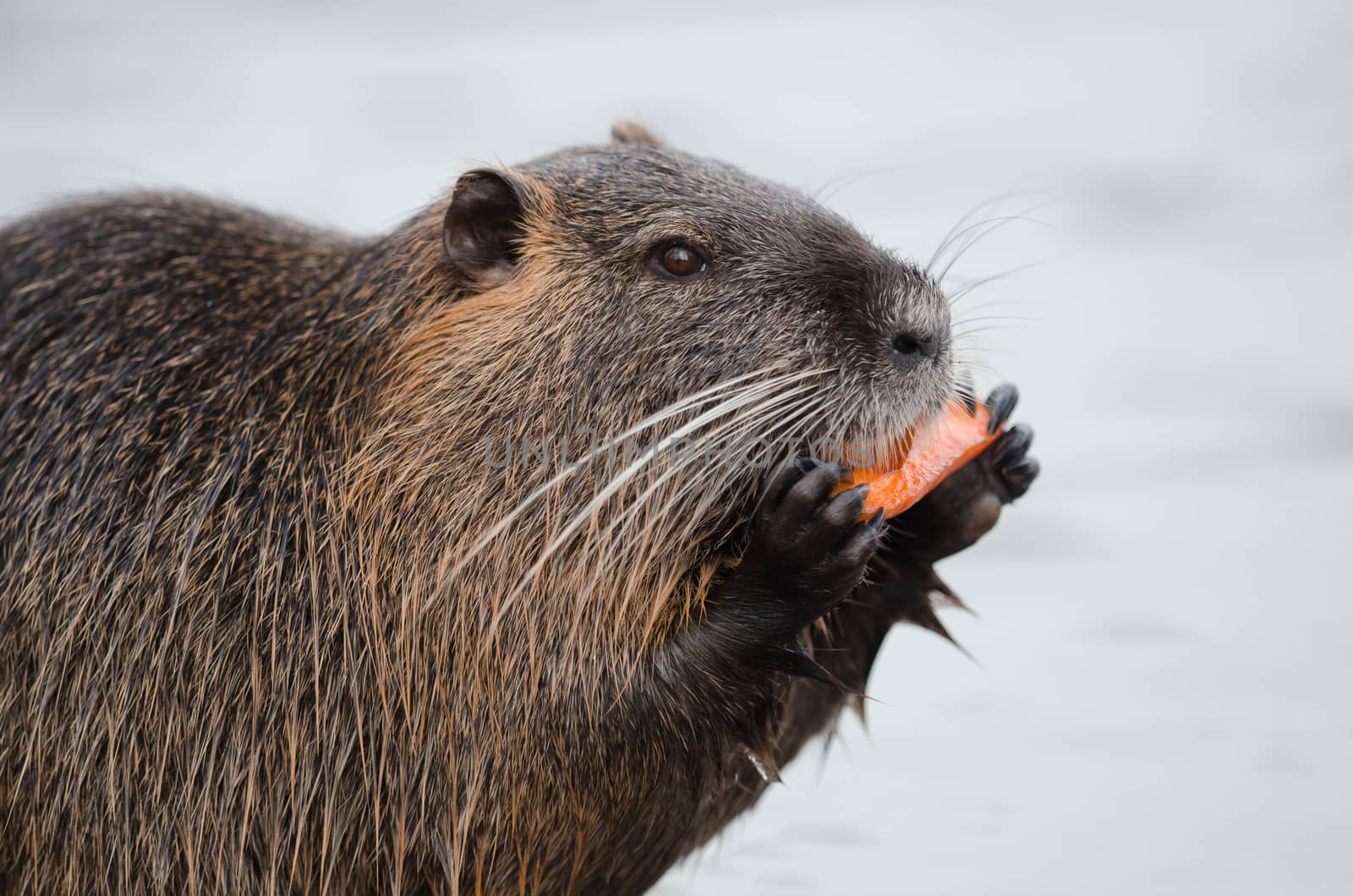 European beaver by ozkanzozmen