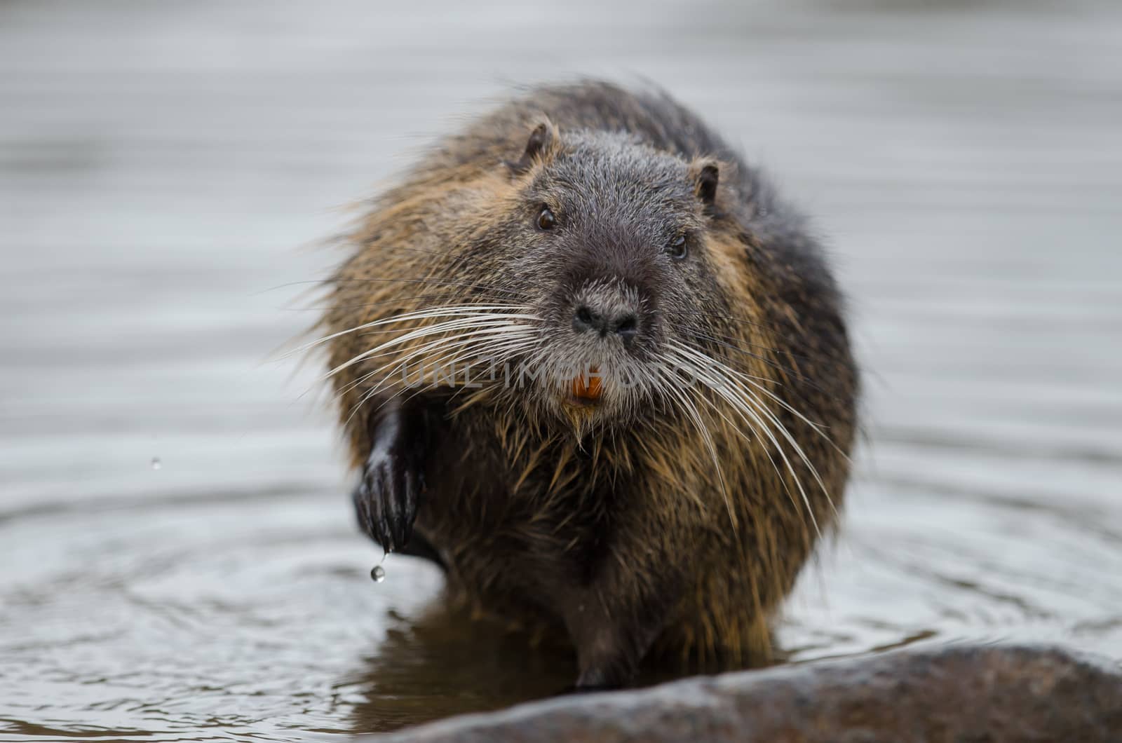 European beaver by ozkanzozmen