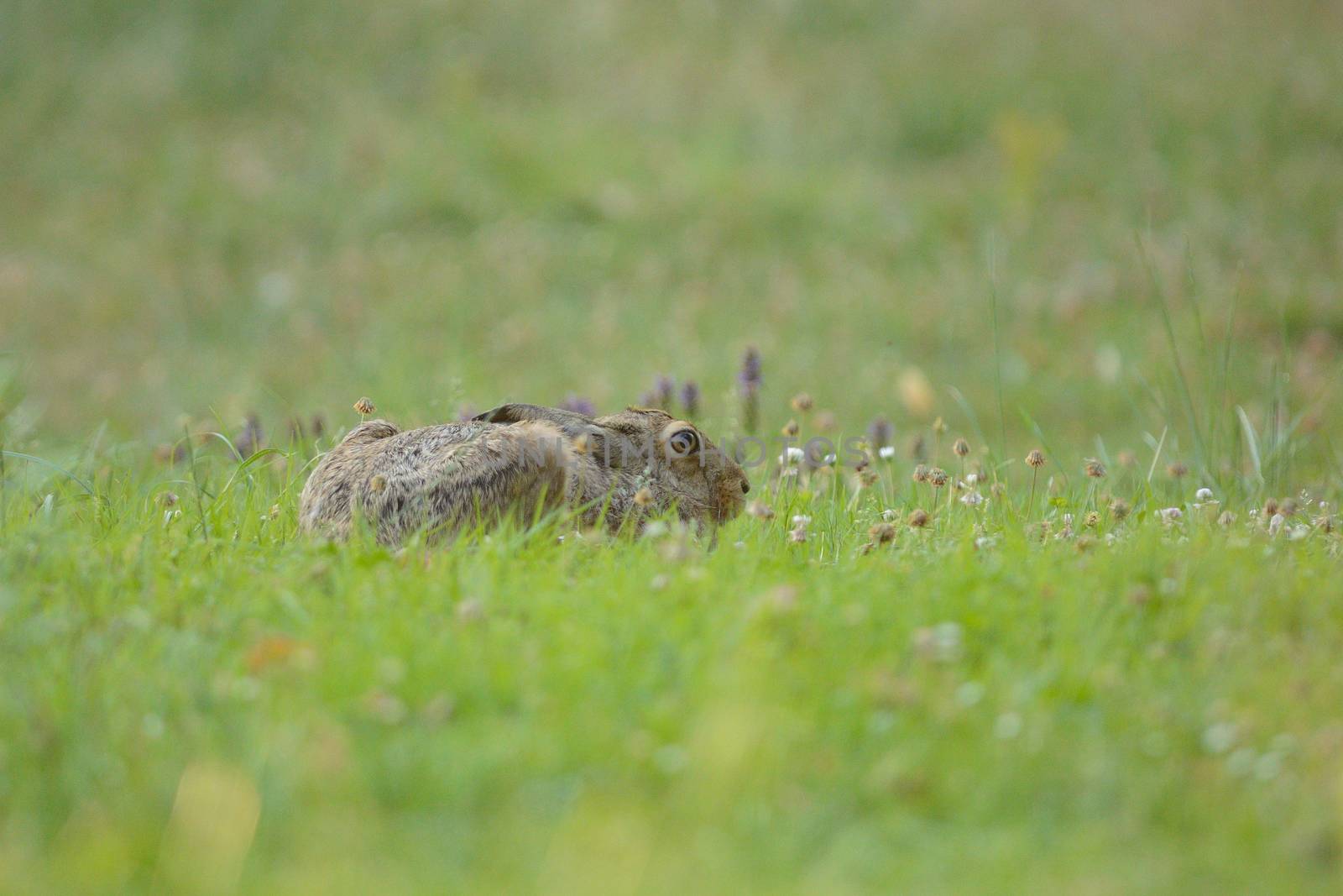 Hare in the wilderness