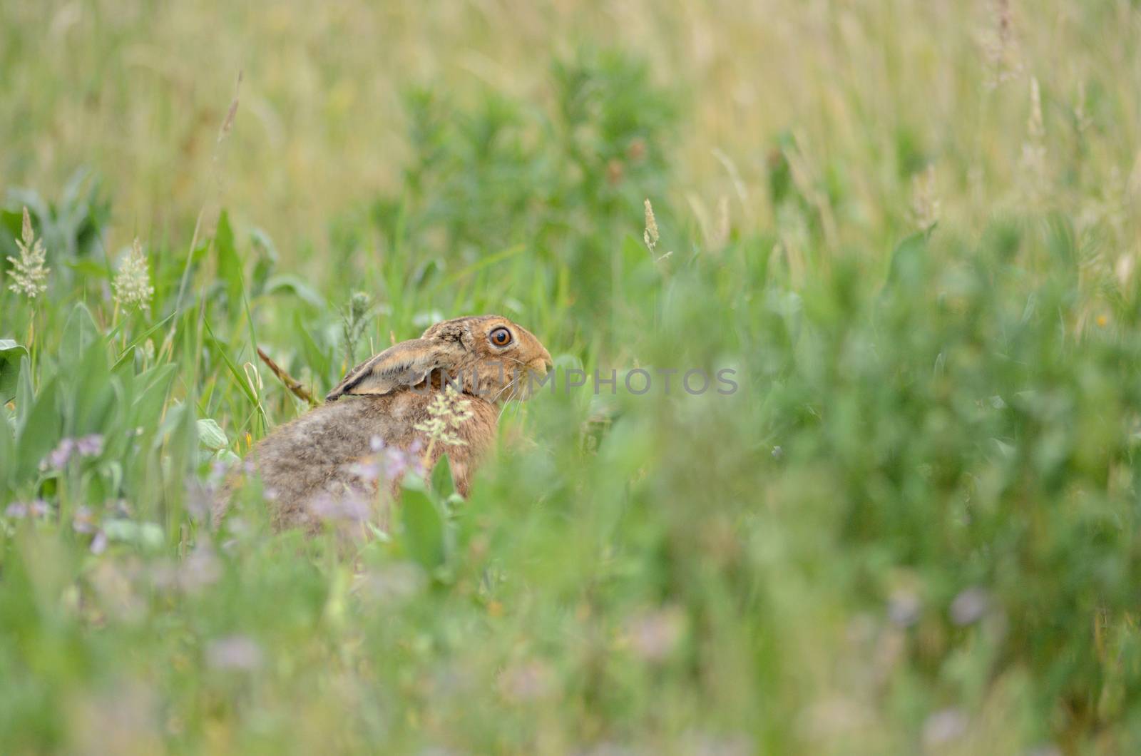 Hare in the wilderness