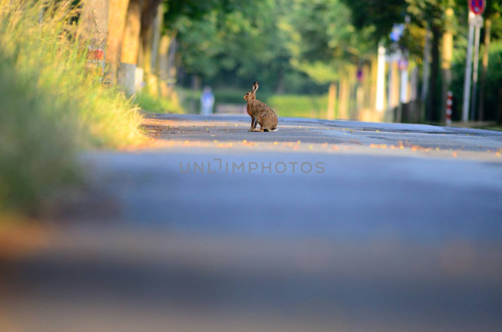 Hare, rabbit by ozkanzozmen