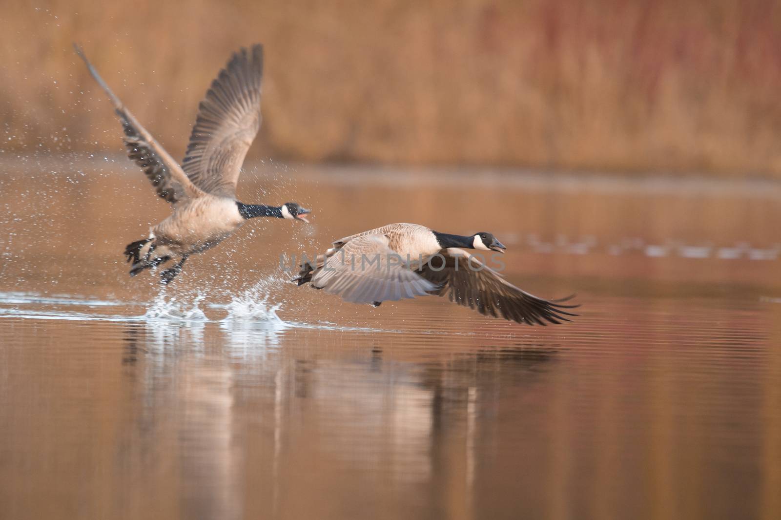 Canada goose flying by ozkanzozmen