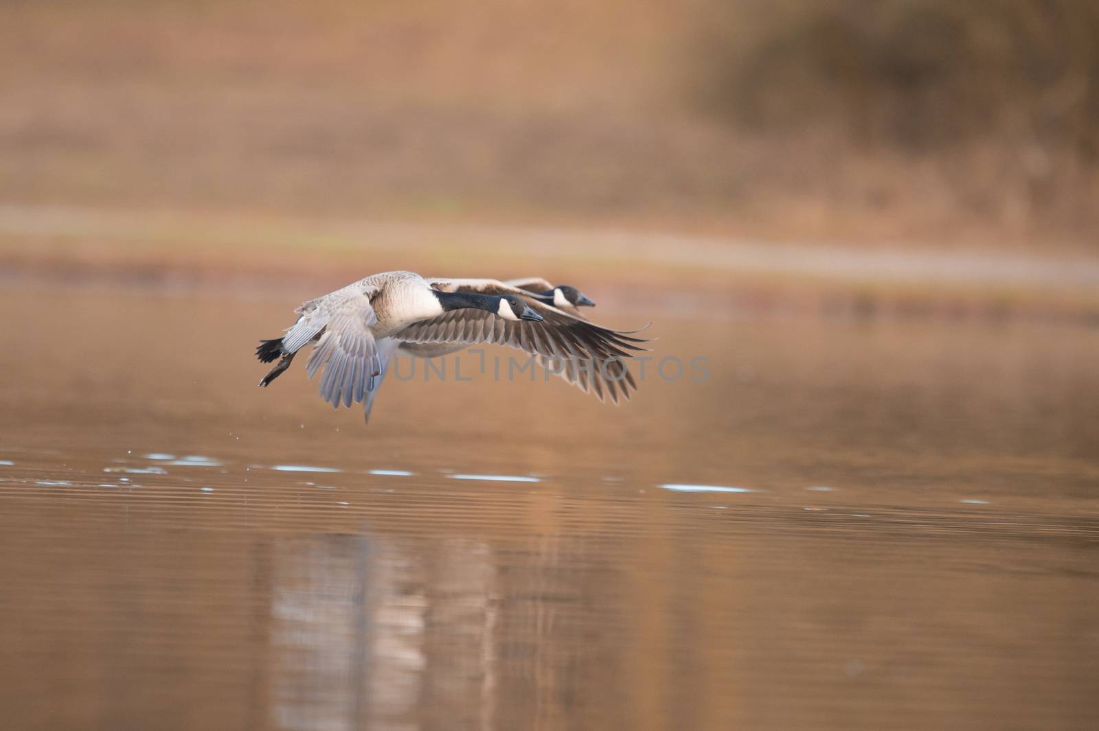 Canada goose flying by ozkanzozmen