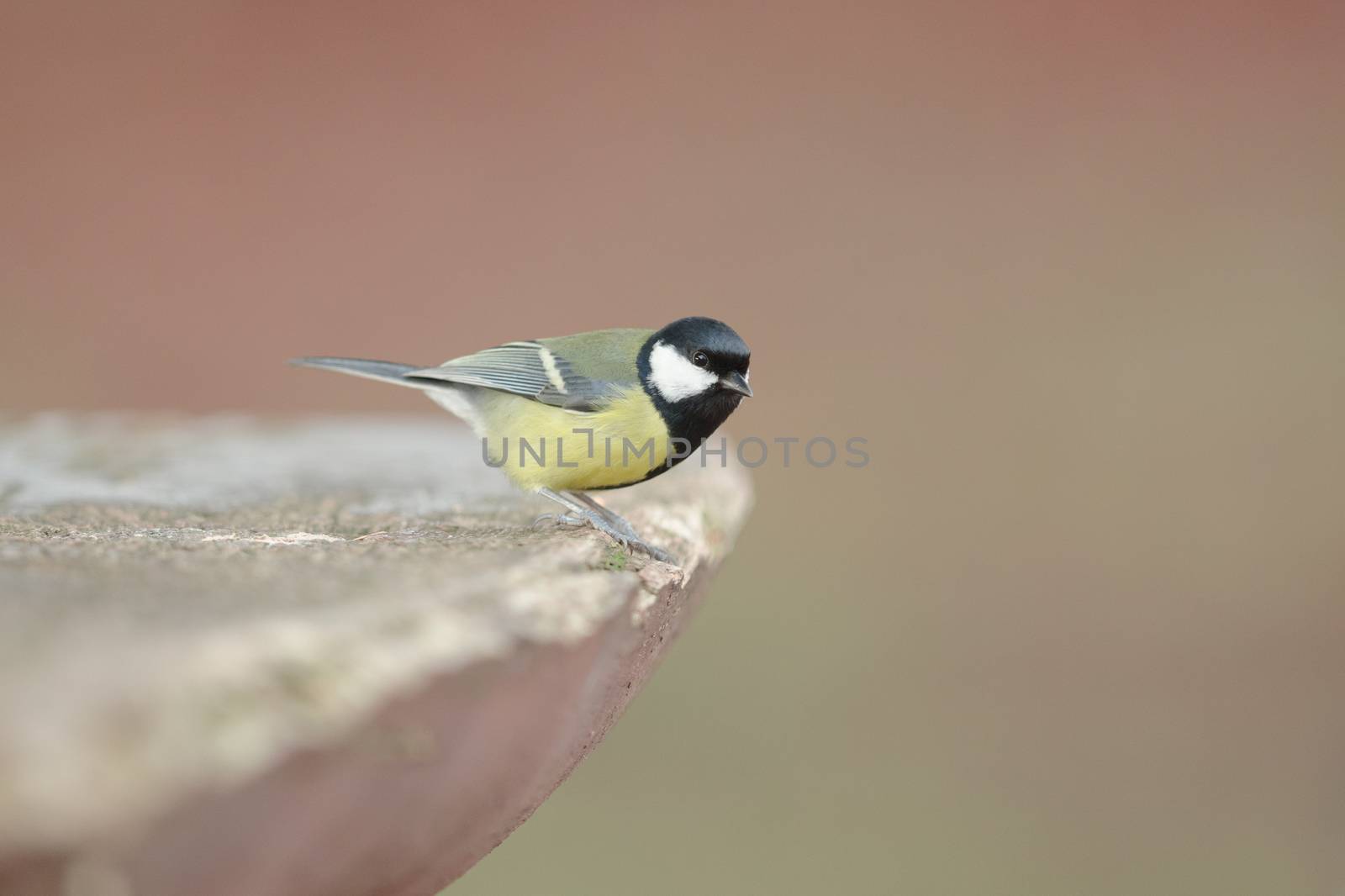 tit bird in the wilderness