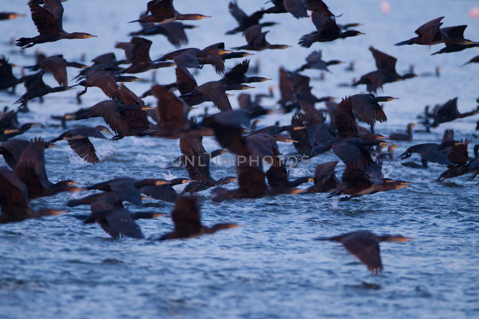 Cormorant by ozkanzozmen