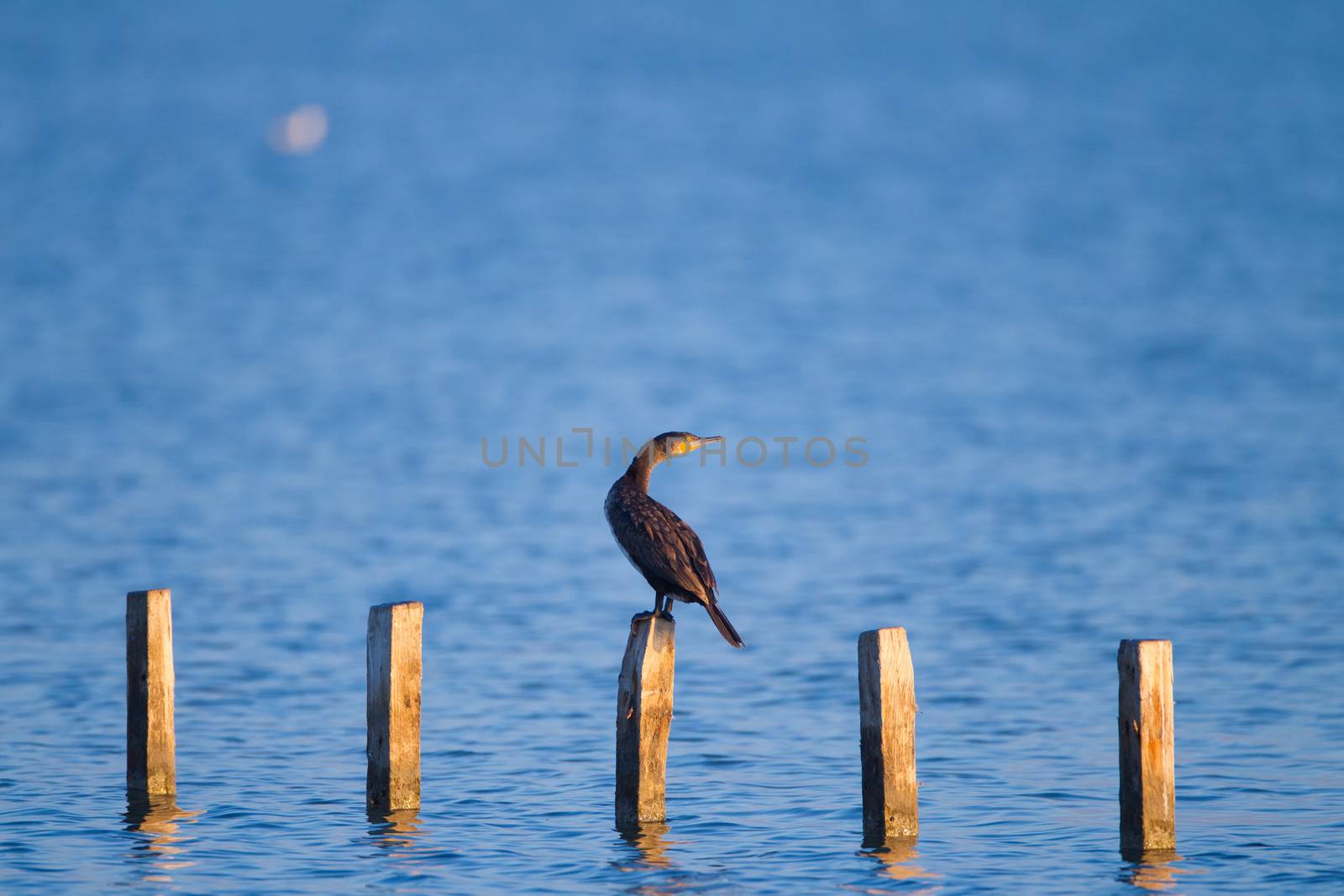 Cormorant by ozkanzozmen