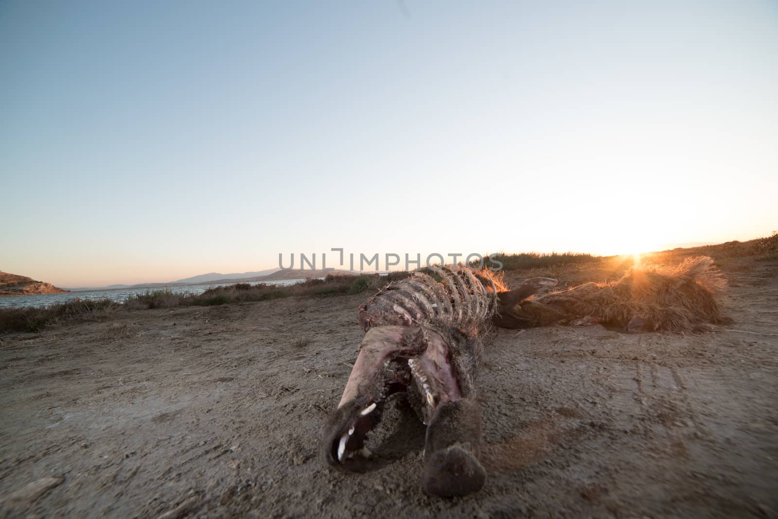 boar carcass in the wilderness