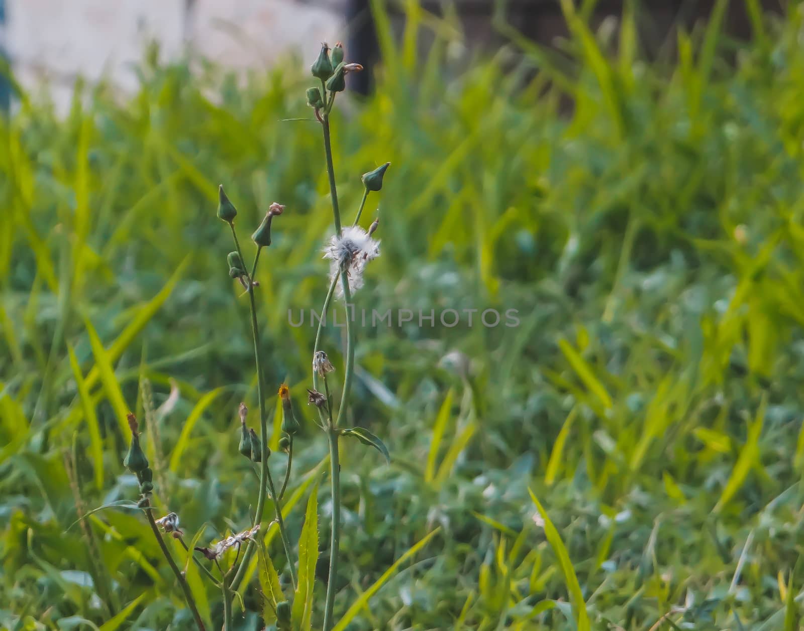 A single dandelion in a green field of grass. by justbrotography