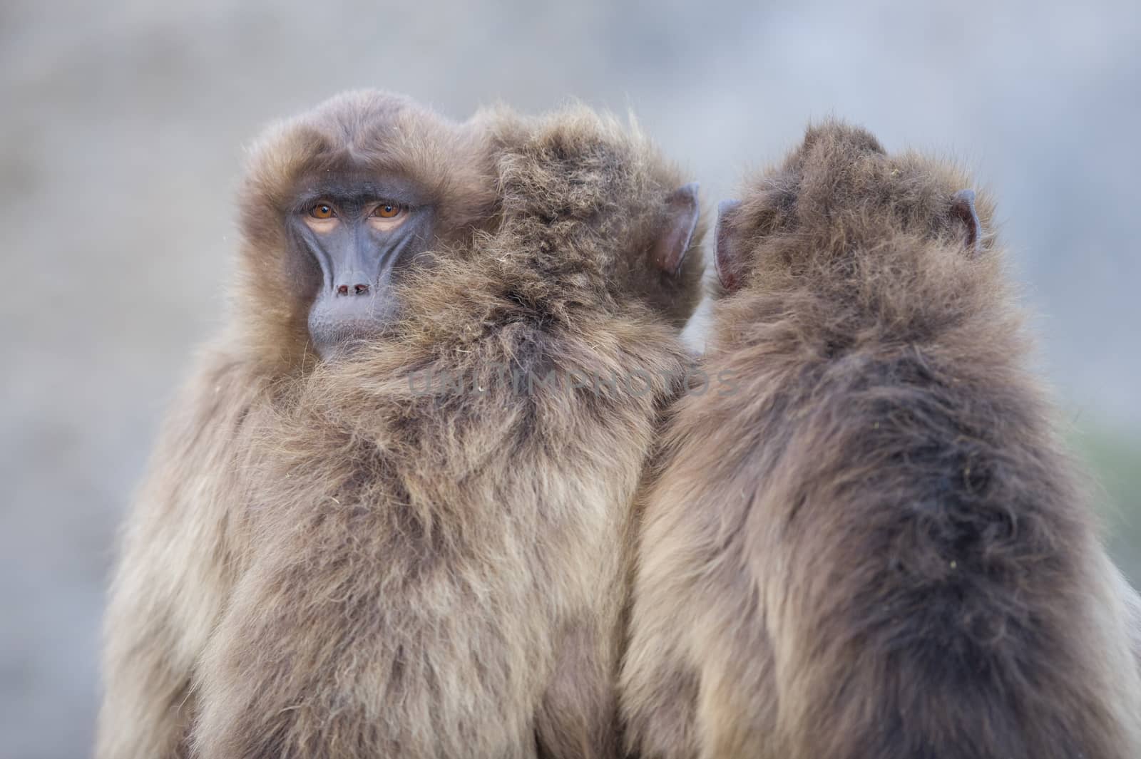 Gelada baboons hugging in the wilderness