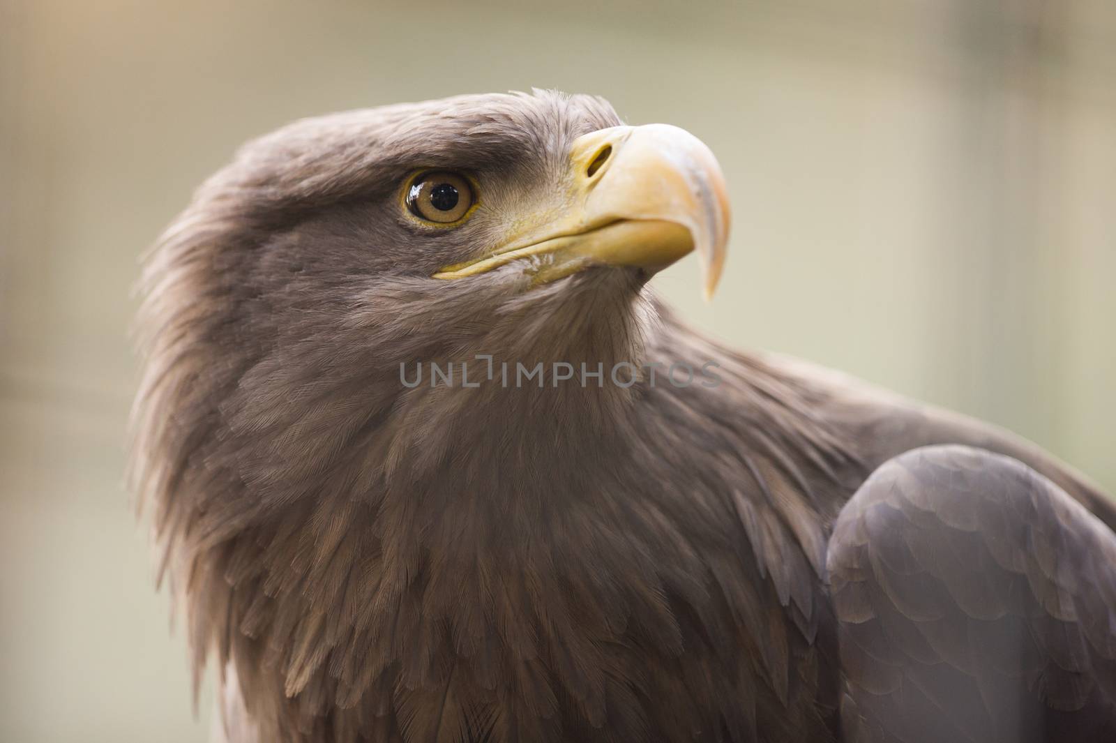 White tailed fish eagle by ozkanzozmen