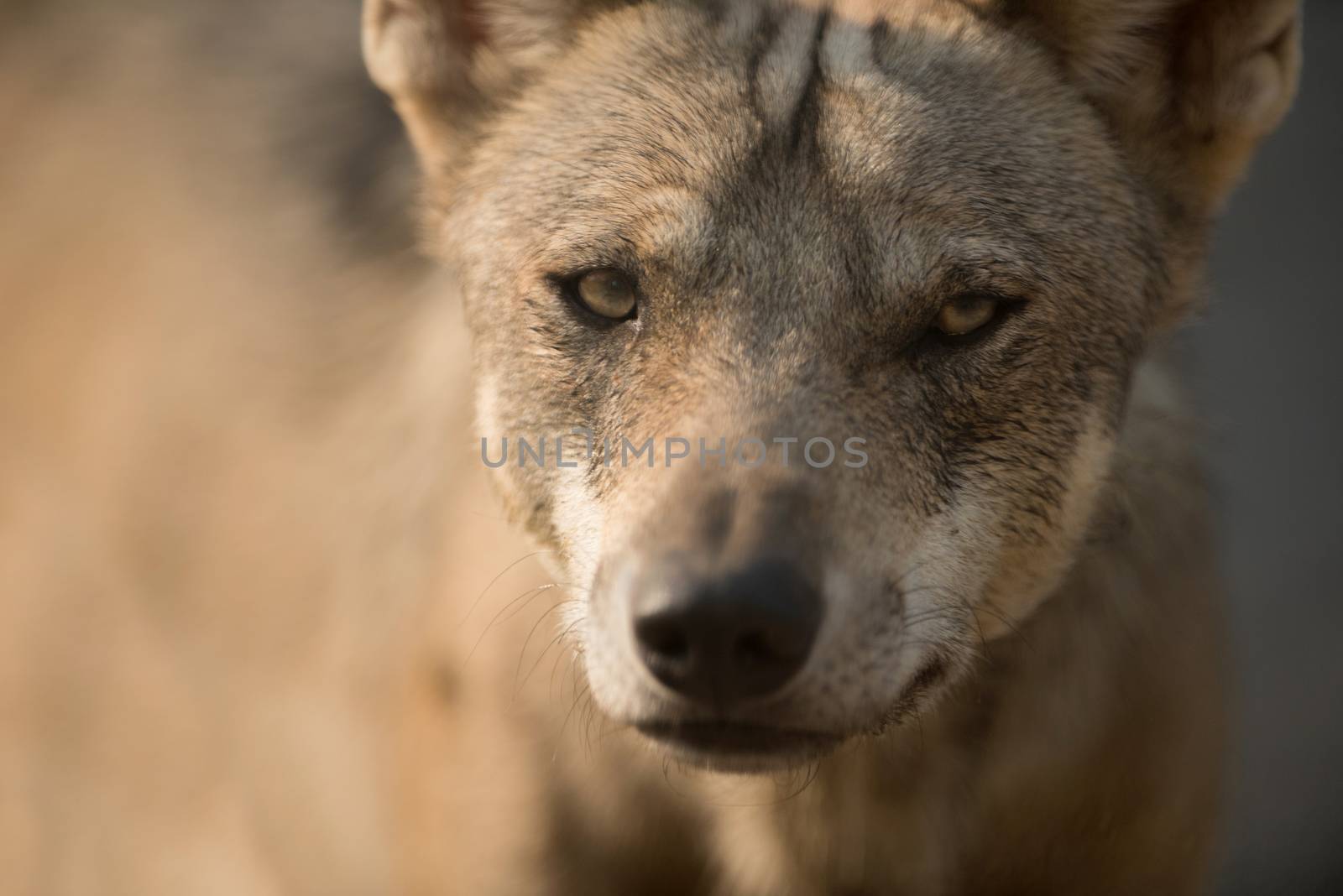 Grey wolf by ozkanzozmen