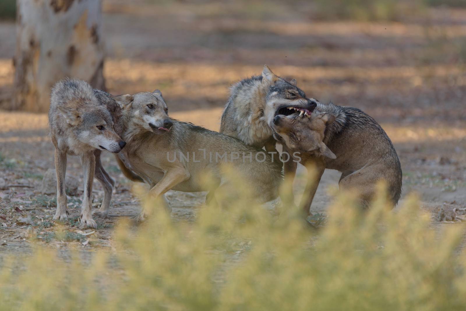 Grey wolf in the wilderness