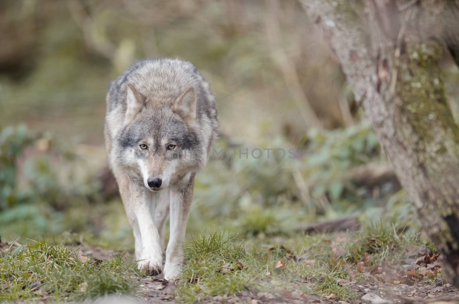 Grey wolf in the wilderness