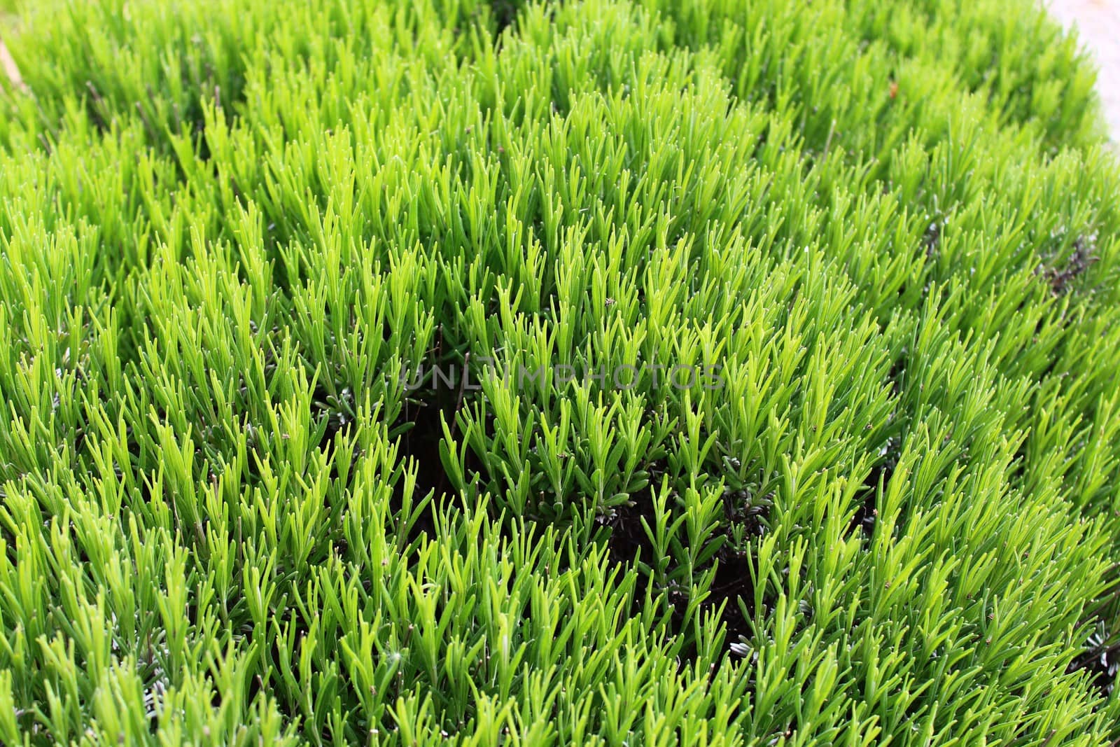 aromatic rosemary in the garden by martina_unbehauen