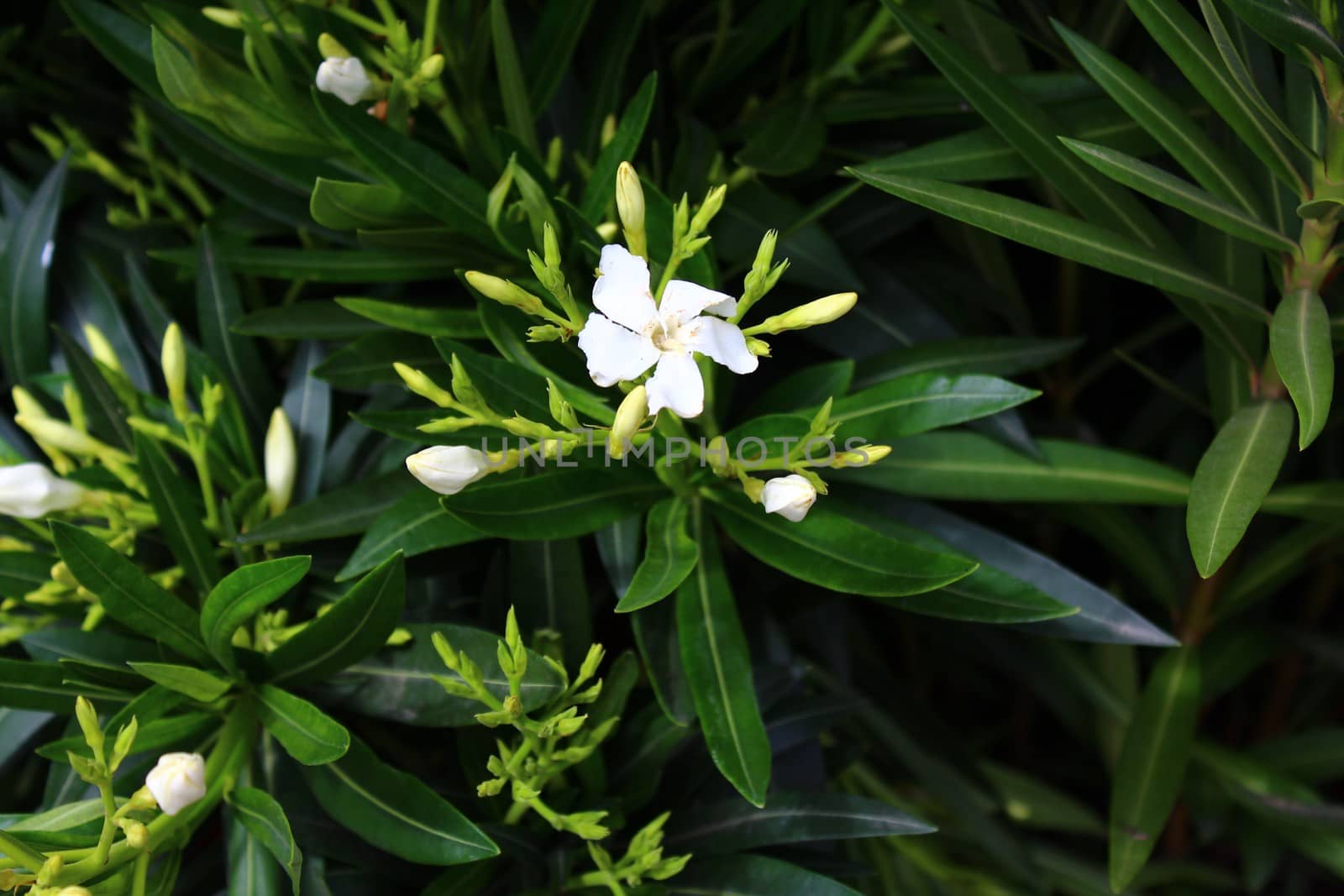 oleander with blossoms in the garden by martina_unbehauen