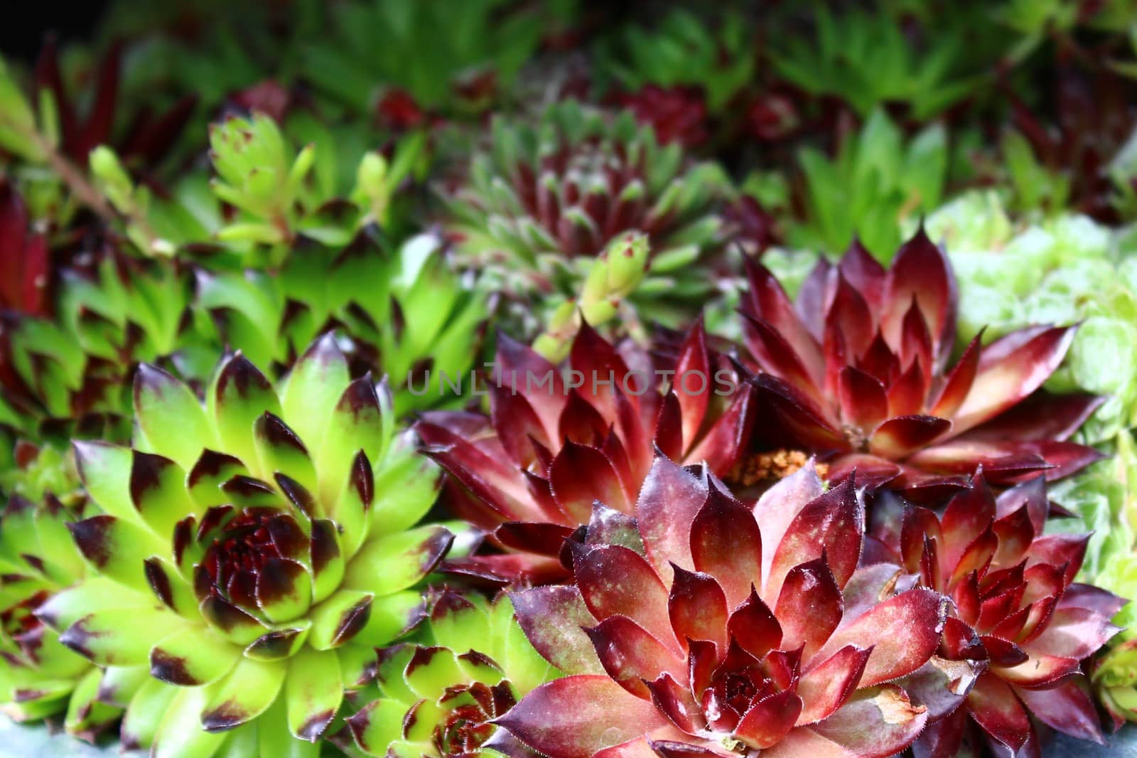 The picture shows colorful houseleek in the garden