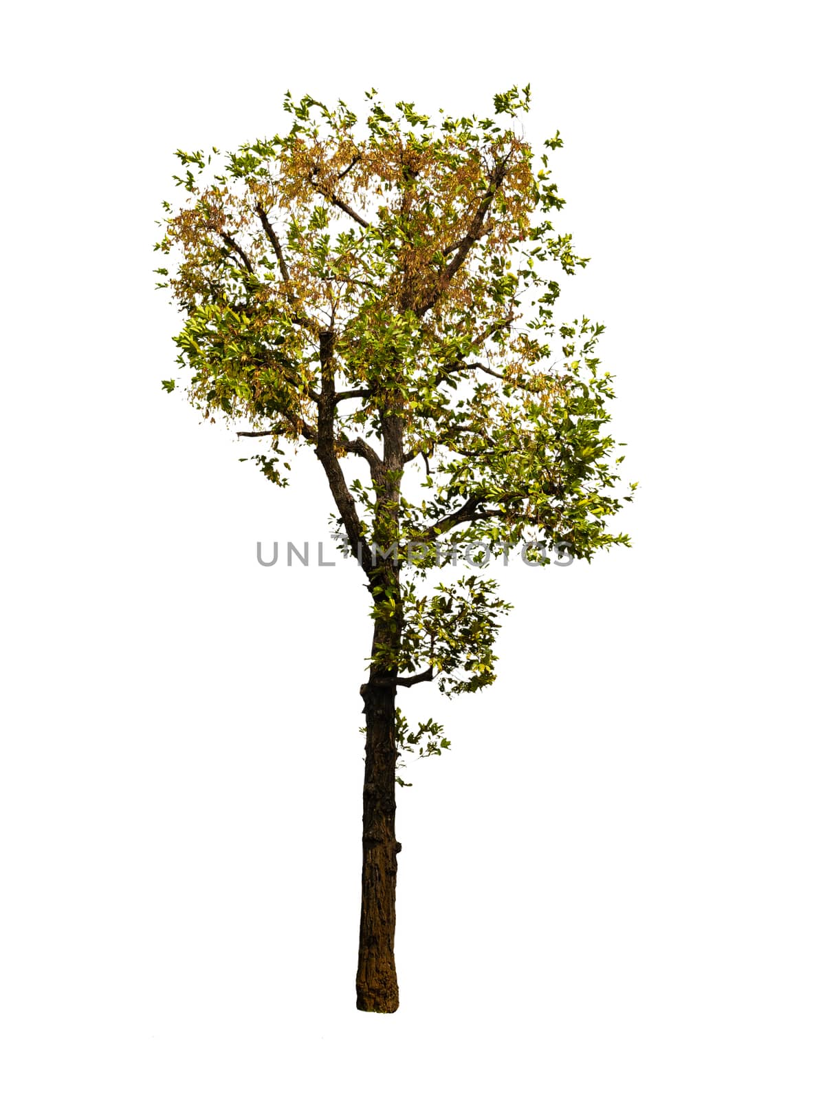 Isolated tree on white background with clipping path