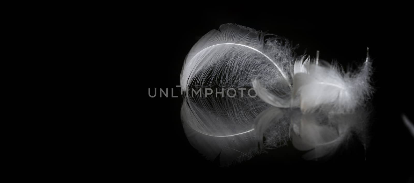 An extreme close-up / macro photograph of a detail of two soft white feather, black background.
