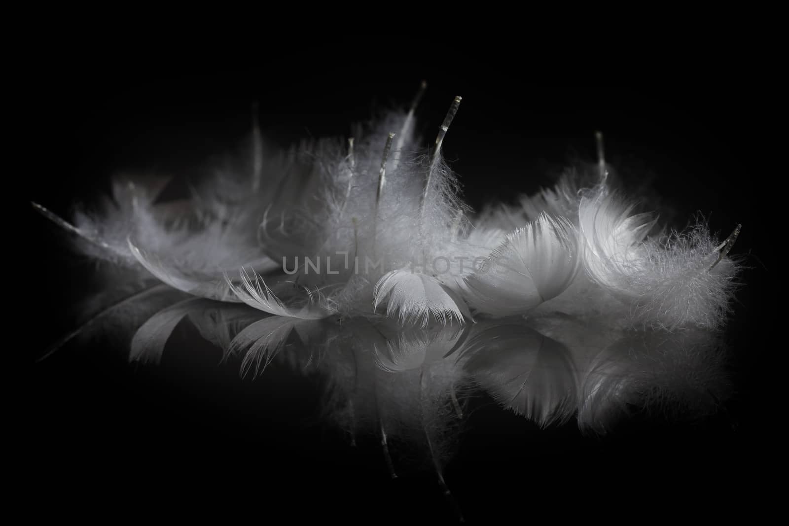 An extreme close-up / macro photograph of a detail of a soft white feather, black background.