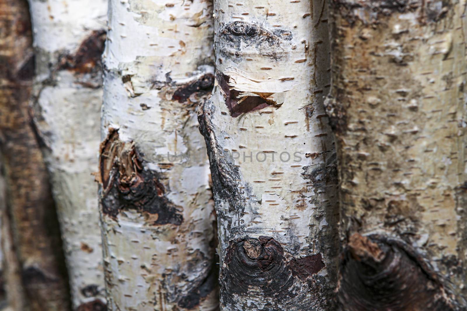 Close up of Birch tree trunks used as a natural background