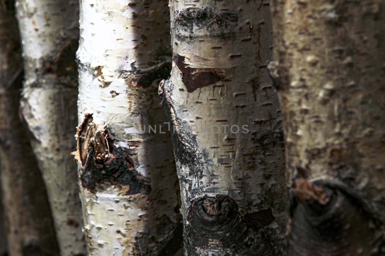 several birch tree trunks used as a natural background