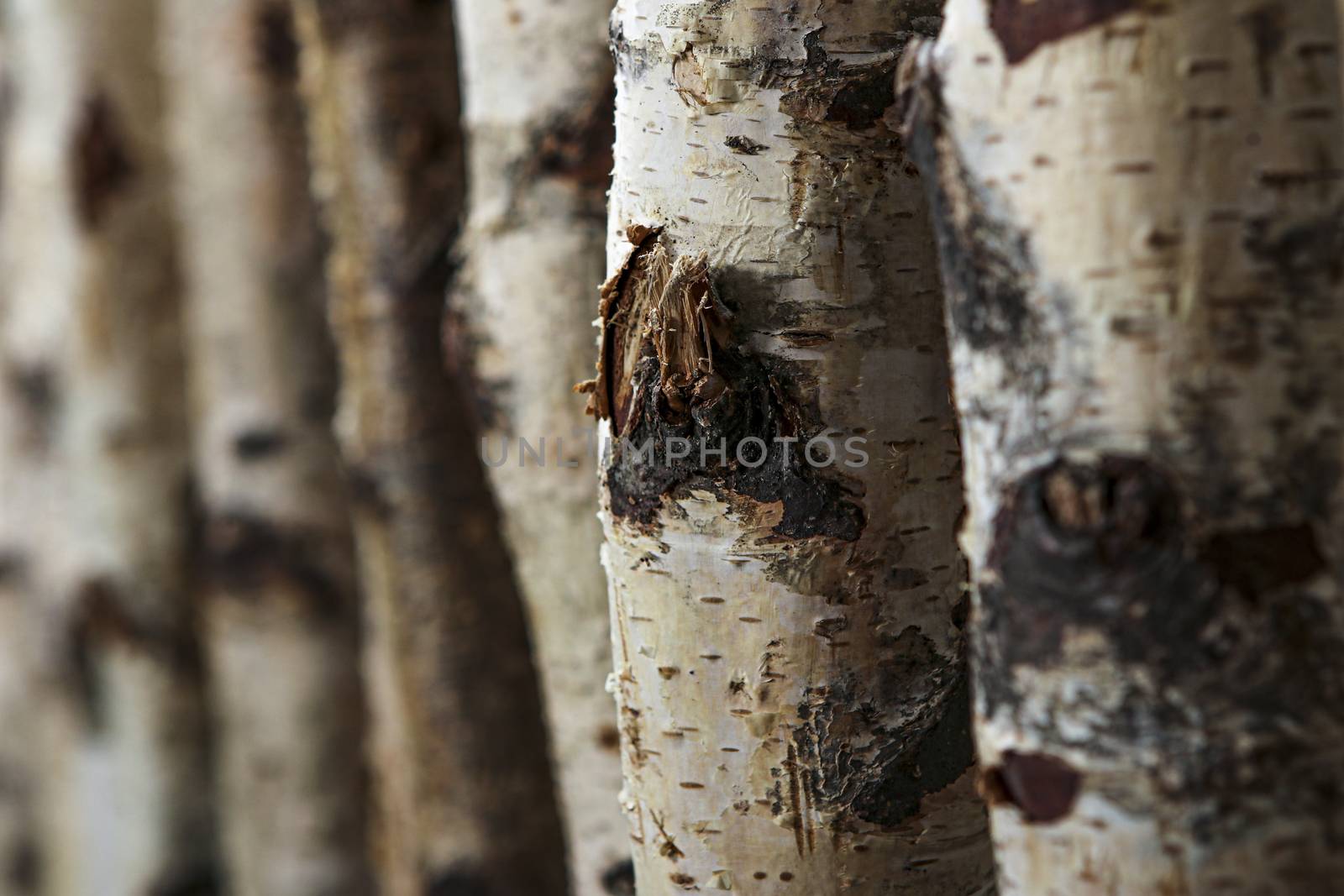 Birch tree trunks used as a natural background with copy space