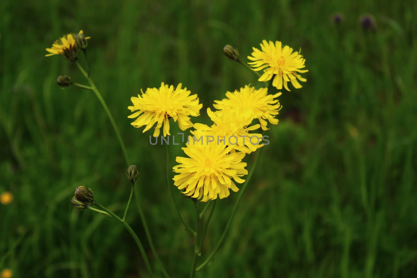 few-leaved hawkweed in the meadow by martina_unbehauen