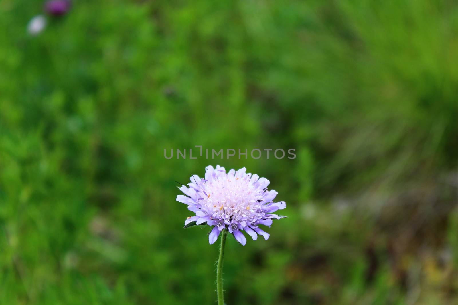 The picture shows gypsy rose in the nature