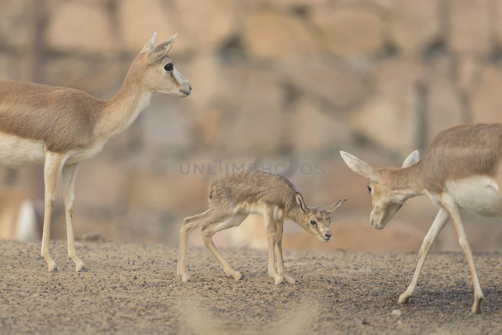 Gazelle in the wilderness of Africa