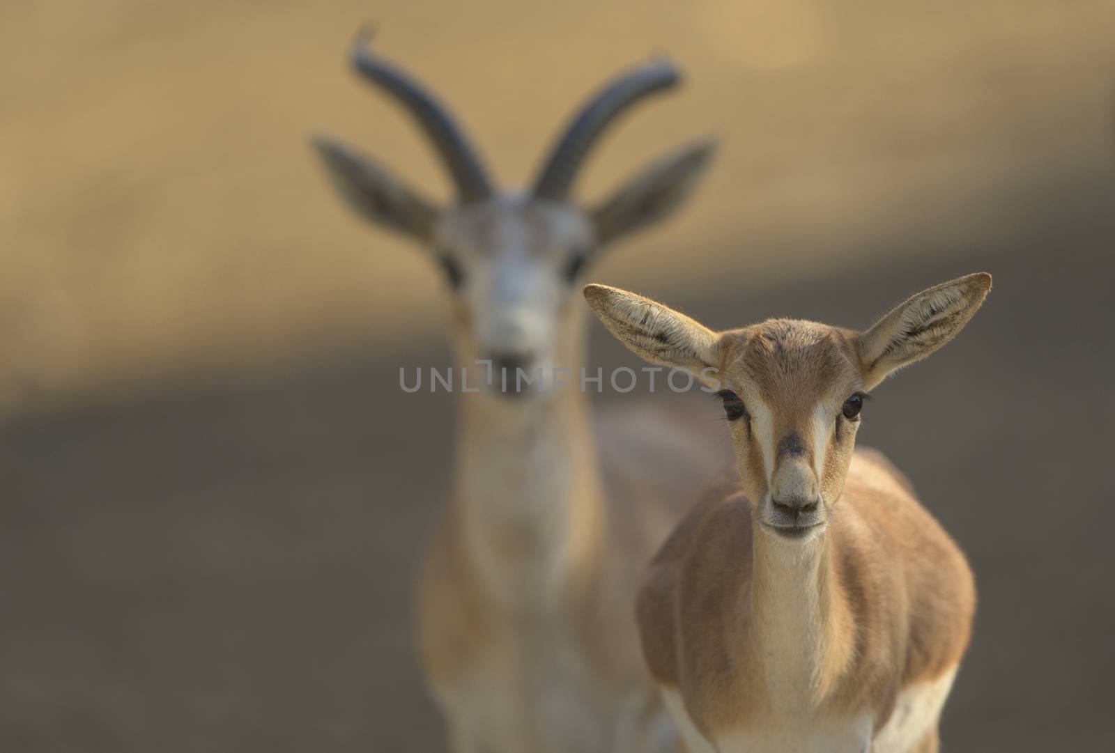 Gazelle portrait by ozkanzozmen