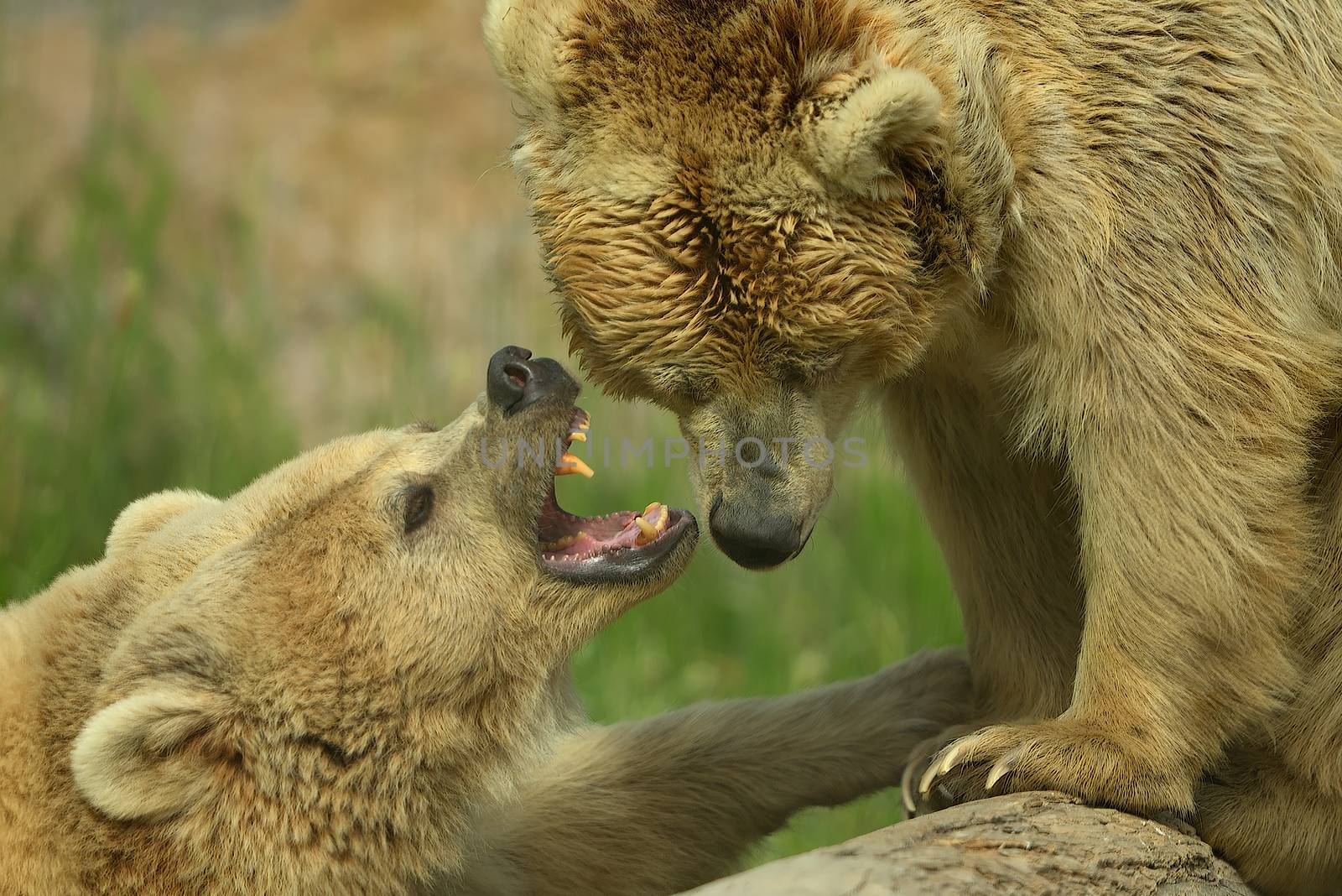 Brown bears fighting by ozkanzozmen