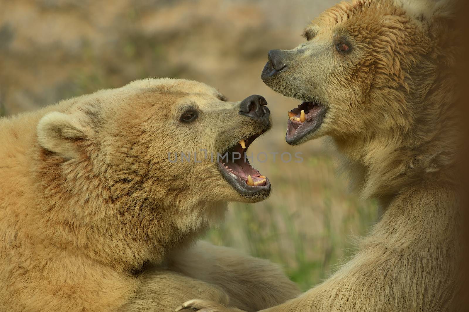 Brown bears fighting in the wilderness