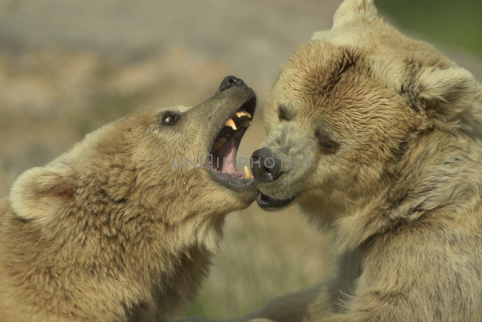 Brown bears fighting by ozkanzozmen