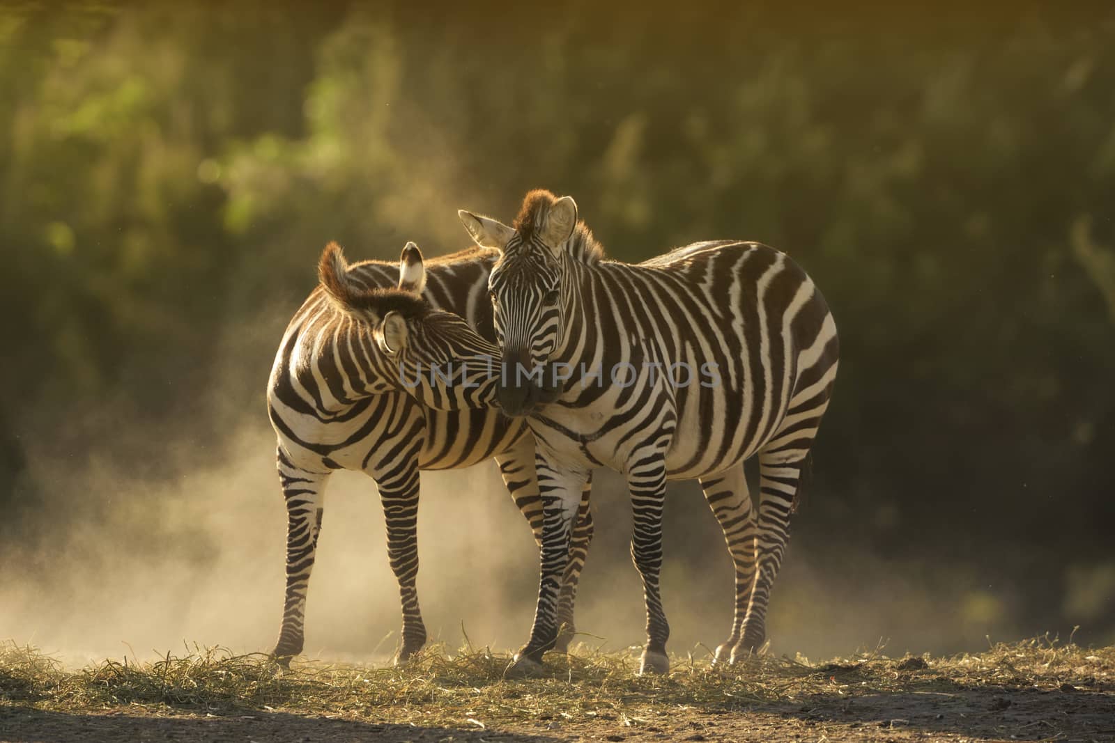 Two zebras interacting by ozkanzozmen