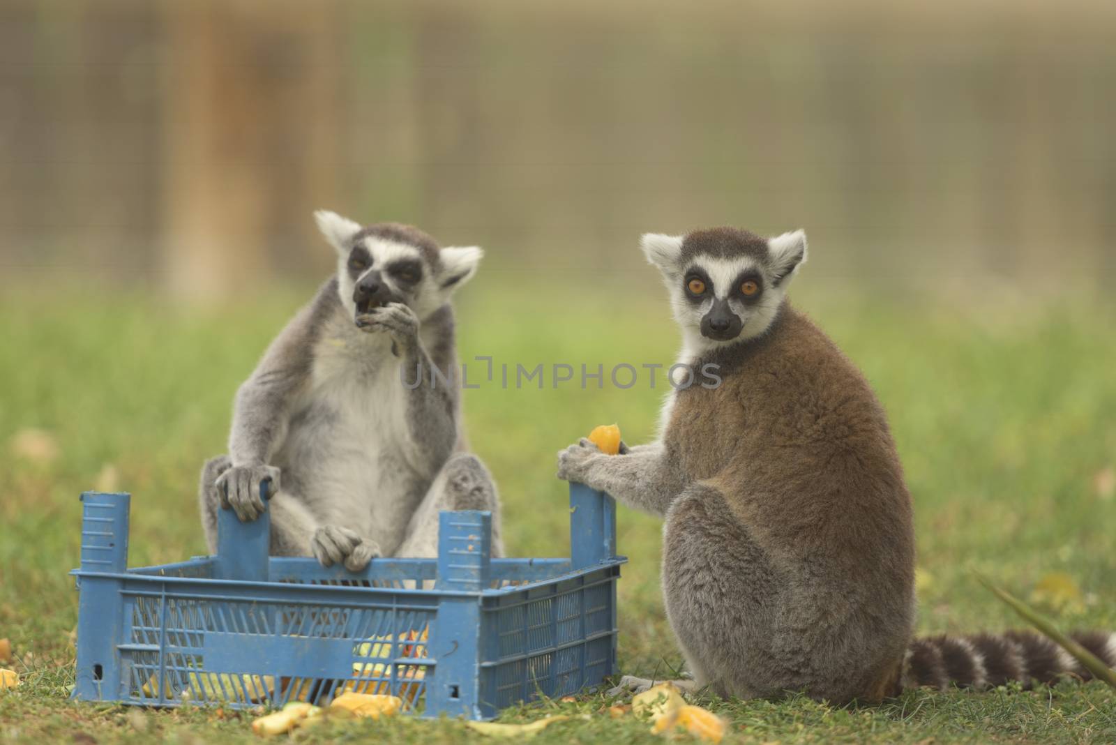 Funny Lemurs by ozkanzozmen