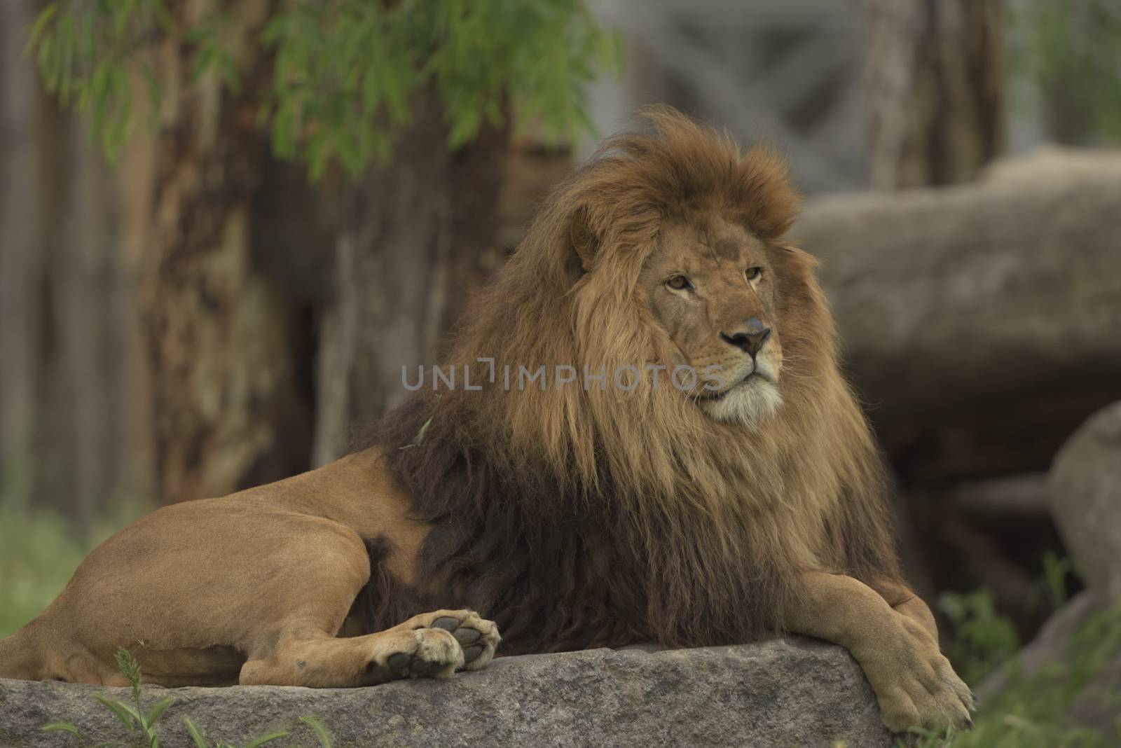 Barbary lion portrait in the wild