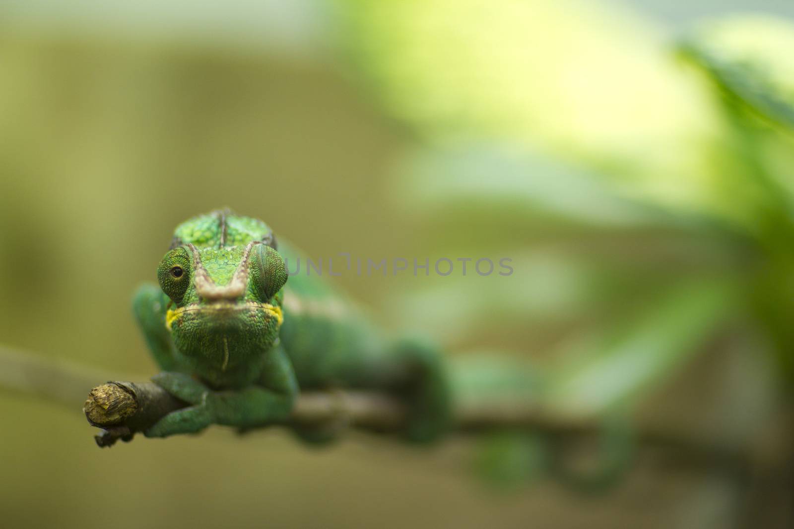 chameleon portrait by ozkanzozmen