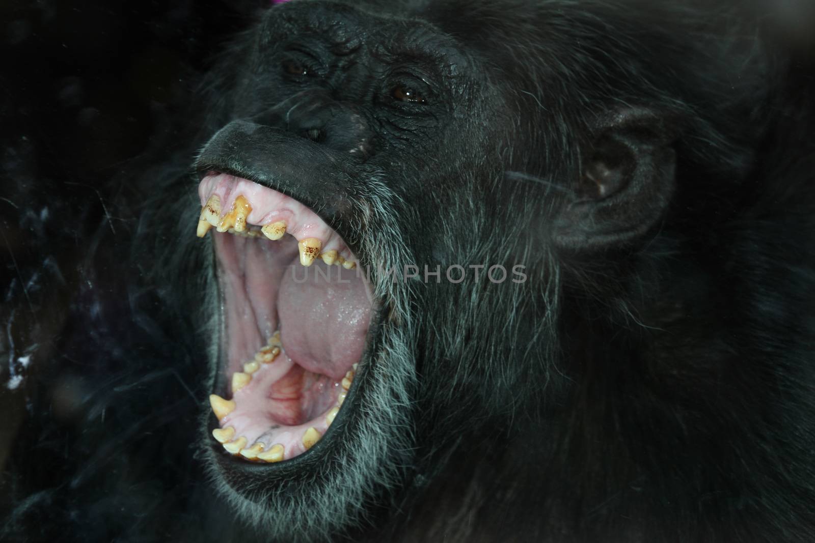 Chimp portrait by ozkanzozmen