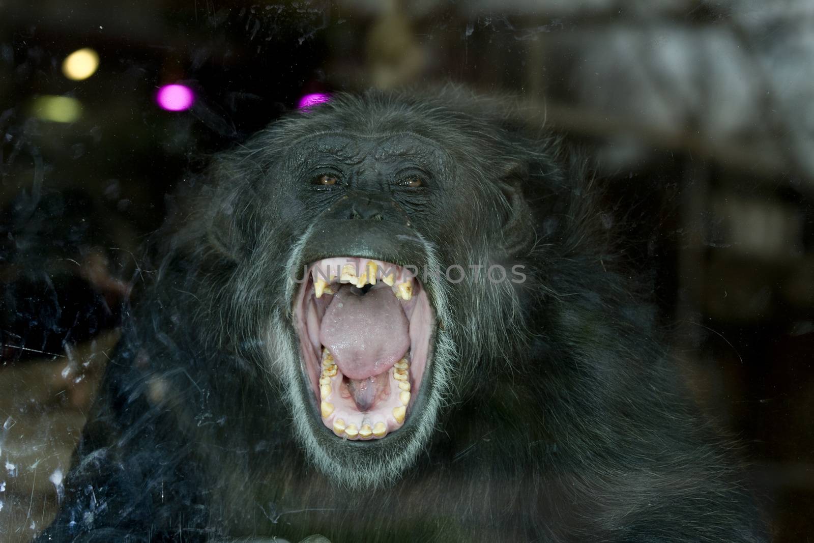 Chimpanzee close up portrait