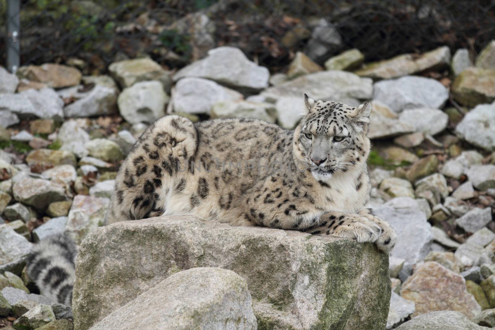 Snow leopard in the wilderness