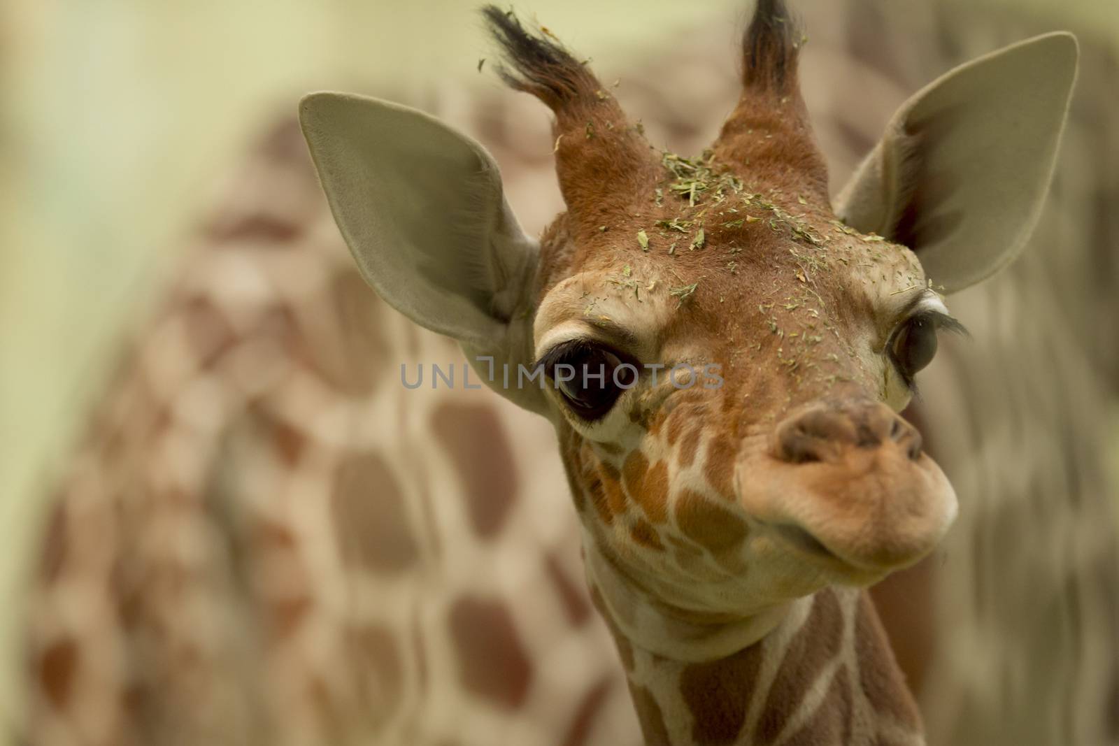 Giraffe calf, baby giraffe portrait in the wilderness