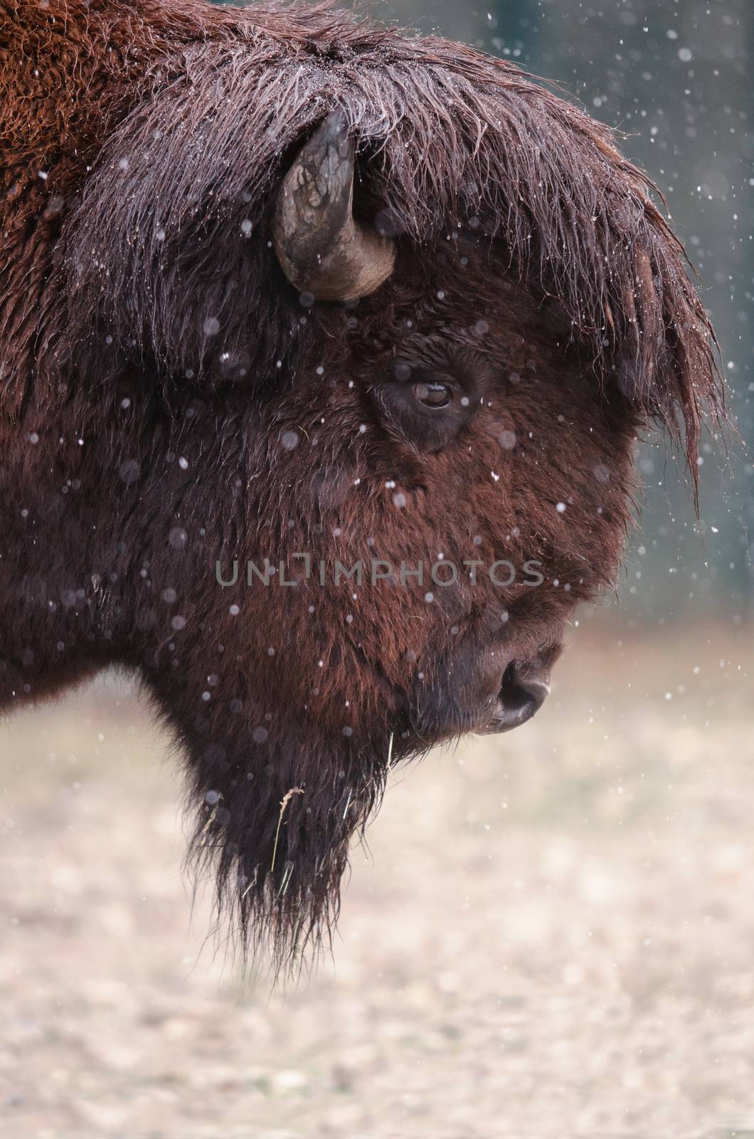 American bison portrait in the wilderness