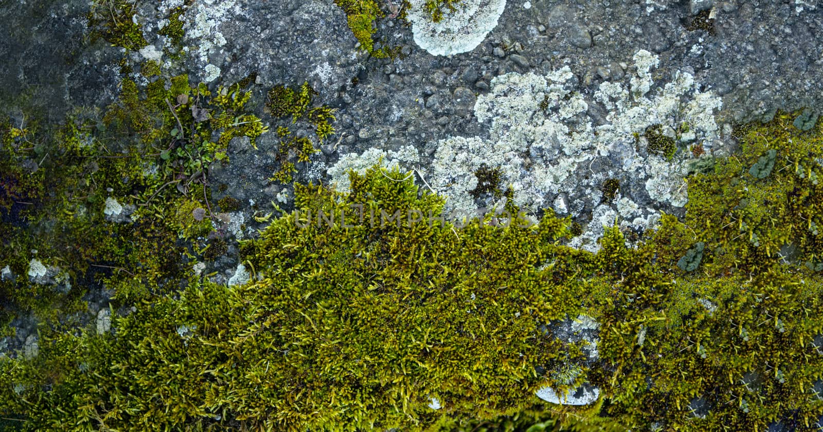 Photo depicting a bright bushy lichen on an old gray stone wall with copy space