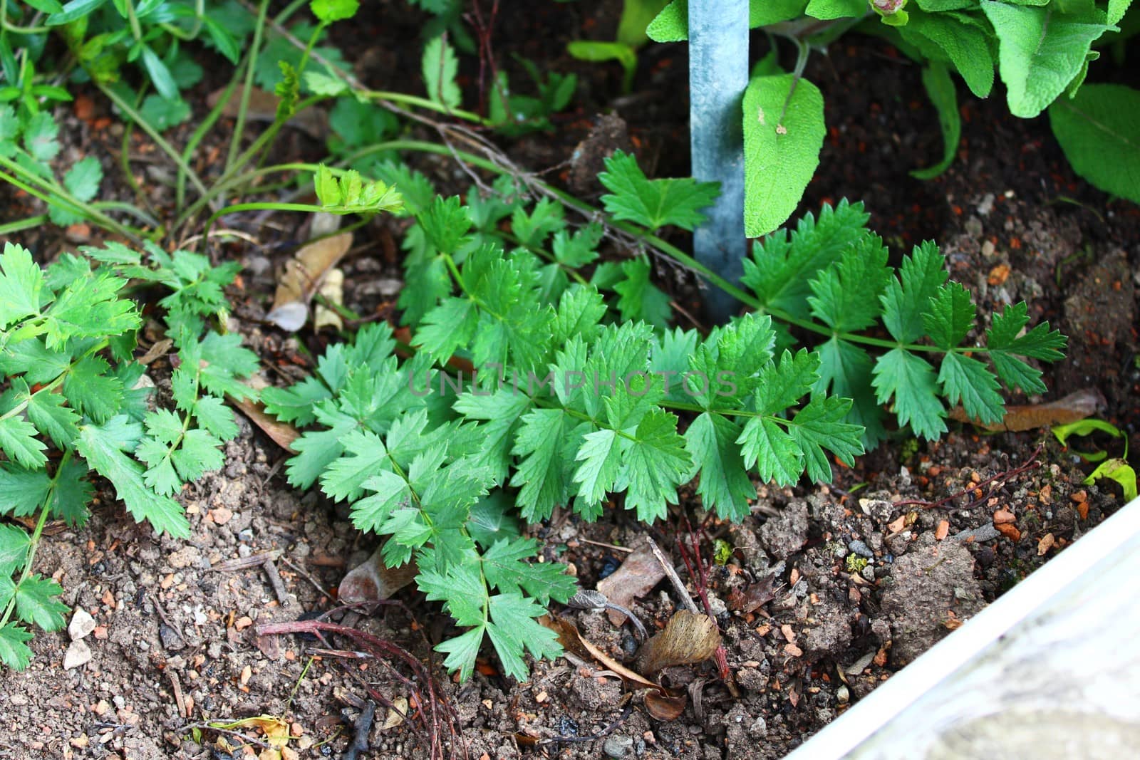 The picture shows green pimpinella in the garden